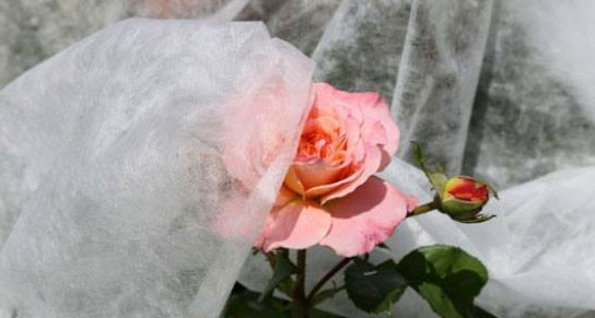 Polypropylene nonwoven crop cover