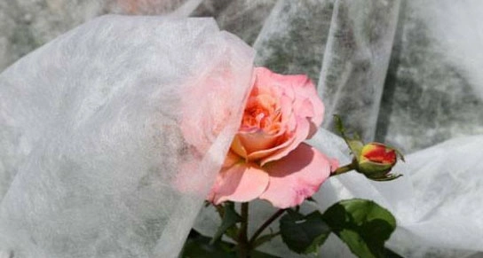 Polypropylene nonwoven crop cover
